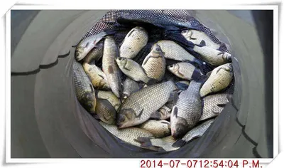 충남 아산 월선낚시터 7월 7일자 조황정보