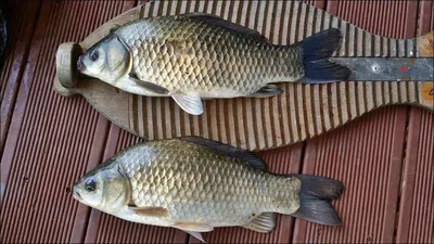 17.08.25. 송전지 서울집 조황