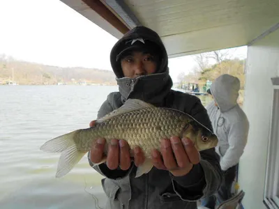 당진"가교리지" 토종 붕순이 붕돌이 대행진...