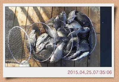 충남 아산 월선낚시터 4월 25일자 스케치