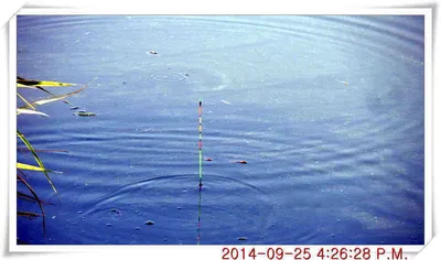 충남 아산 월선낚시터 9월 25일 대물터 밤낚시 조황