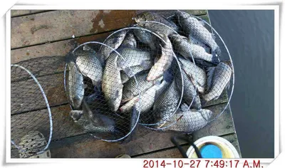 충남 아산 월선낚시터 10월 27일자 조황정보