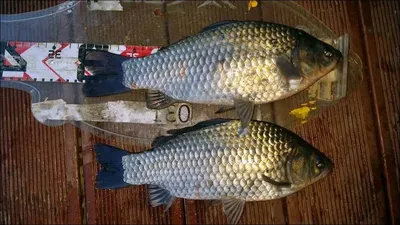 16.11.08 송전지 서울집 조황