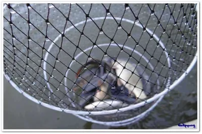 3월13일 각평낚시공원 조황정보