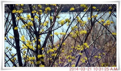 충남 아산 월선낚시터 3월 21일자 조황정보