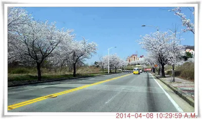 충남 아산 월선낚시터 4월 8일자 조황정보