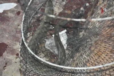 [유일낚시터] 주말엔대물장어와메기들어갑니다,~~!