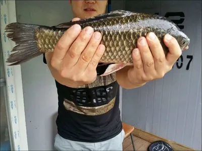 17.07.26 송전지 서울집 조황