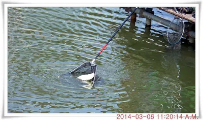 충남 아산 월선낚시터 3월 6일자 조황정보