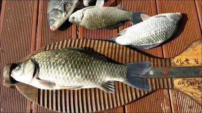 15.11.04 송전지 서울집 조황