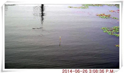 충남 아산 월선낚시터 6월 26일자 조황정보