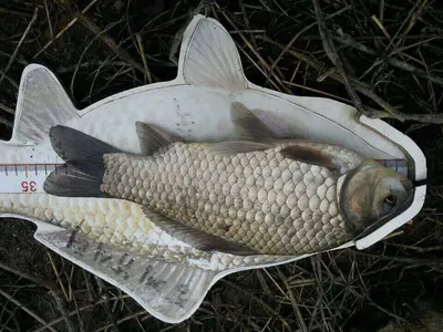 안성 죽산 장계지