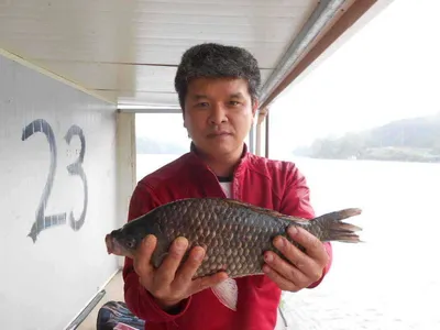 당진"가교리지"토종 4짜큰붕어 나오기시작...
