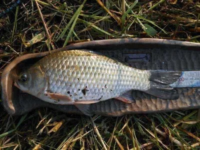 개심낚시터 9월 2째주 모습