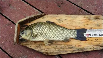 15.08.19 송전지 서울집 조황