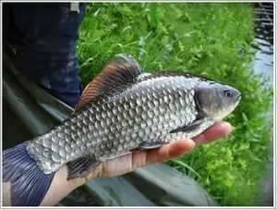 [각평지] 5월 25일(금) 연휴기간 붕어 대량 방유