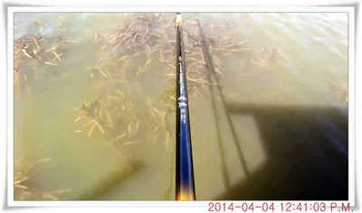 충남 아산 월선낚시터 4월 4일자 조황정보