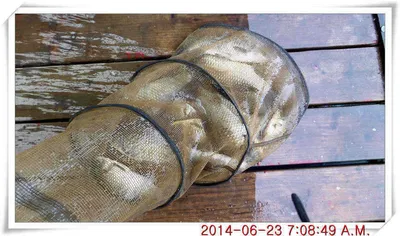 충남 아산 월선낚시터 6월 23일자 조황정보