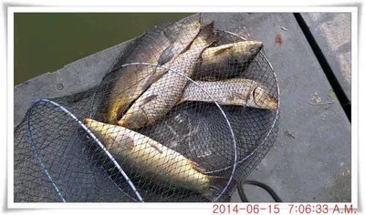 충남 아산 월선낚시터 6월 15일자 조황정보