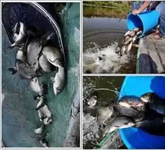 [각평지] 5월 17일 (목) 어자원 대량 방유 및 좌대 개선