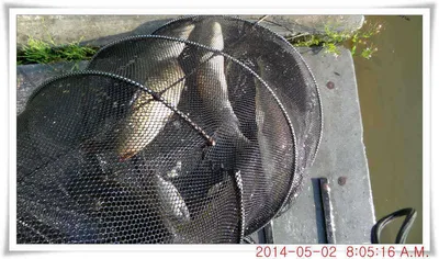 충남 아산 월선낚시터 5월 2일자 조황정보