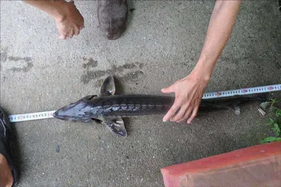 [유일낚시터] 수질도굿이고 싸이즈역시굿입니다,~~!