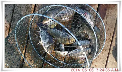 충남 아산 월선낚시터 5월 6일자 조황정보