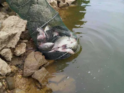 안성 죽산 장계지