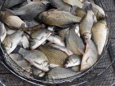 개심낚시터의 8월 2째주 모습^^