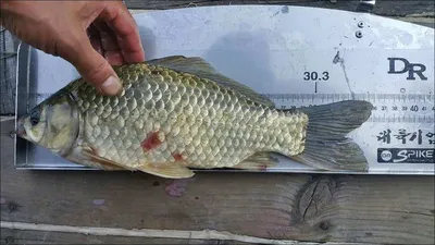 17.07.24 송전지 서울집 조황