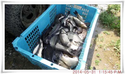 충남 아산 월선낚시터 5월 31일자 조황정보