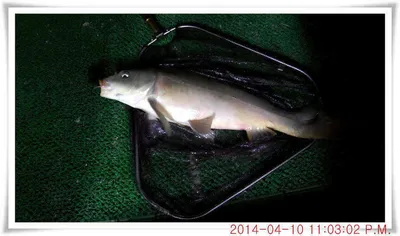 충남 아산 월선낚시터 4월 11일자 조황정보