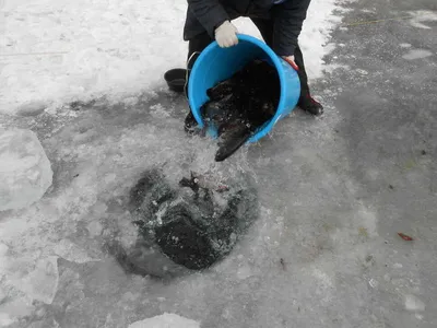 초원낚시터 송어조항입니다^^^