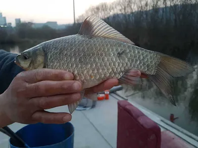 아산 월랑낚시터 3월 18일 조황화보입니다~~~^^