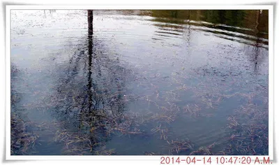 충남 아산 월선낚시터 4월 14일자 조황정보