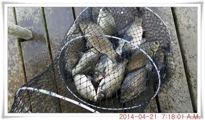 충남 아산 월선낚시터 4월 21일자 조황정보