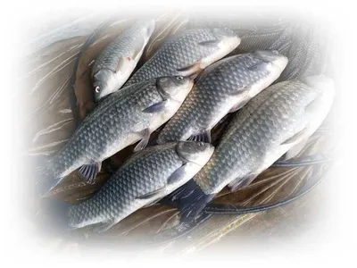 16.11.24 송전지 서울집 조황