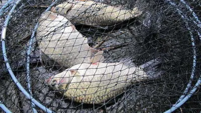 자갈섬낚시터조황입니다