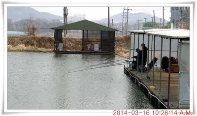 충남 아산 월선낚시터 3월 16일자 조황정보