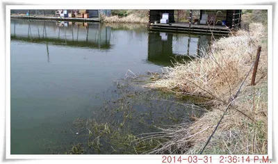 충남 아산 월선낚시터 3월 31일자 조황정보