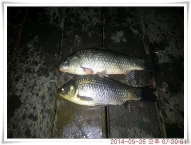 충남 아산 월선낚시터 5월 26일자 조황정보