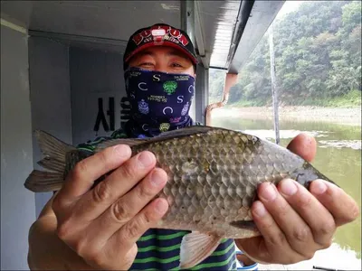 16.09.27 송전지 서울집 조황