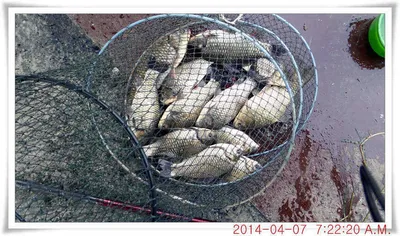 충남 아산 월선낚시터 4월 7일자 조황정보