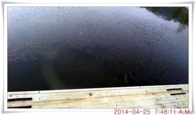 충남 아산 월선낚시터 4월 25일자 조황정보