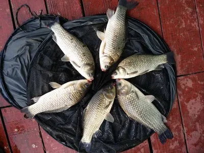 16.05.29 송전지 서울집 조황