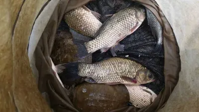 16.06.14 송전지 서울집 조황