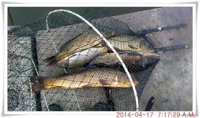 충남 아산 월선낚시터 4월 17일자 조황정보