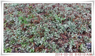 충남 아산 월선낚시터 3월 26일자 조황정보