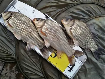 17.04.06 송전지 서울집 조황