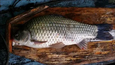 15.10.18 송전지 서울집 조황